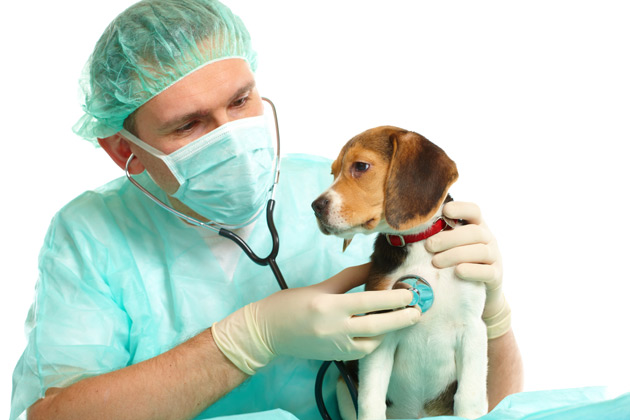 veterinario_perro